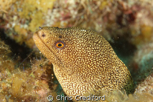 Goldentail Moray Eel - taken with 60mm macro lens by Chris Crediford 